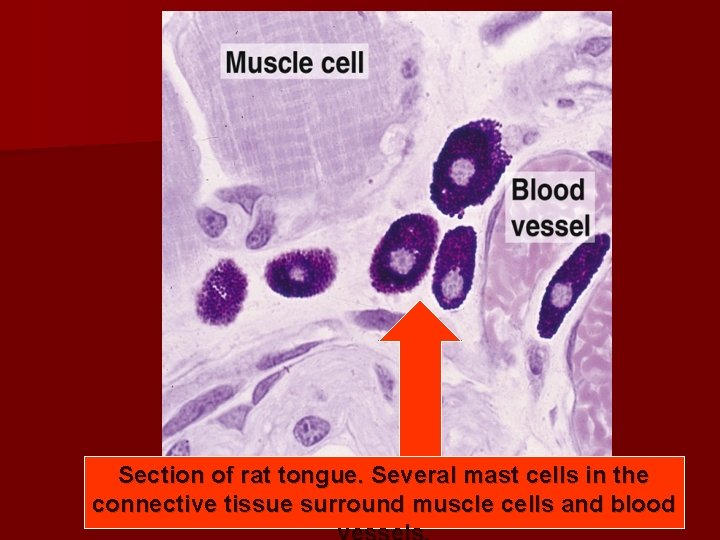 Section of rat tongue. Several mast cells in the connective tissue surround muscle cells Section of rat tongue. Several mast cells in the connective tissue surround muscle cells