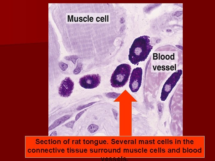 Section of rat tongue. Several mast cells in the connective tissue surround muscle cells