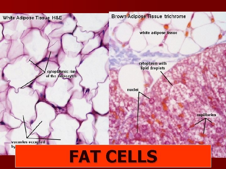 FAT CELLS 