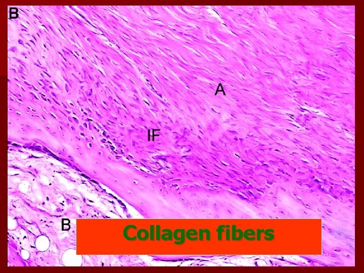 Collagen fibers 