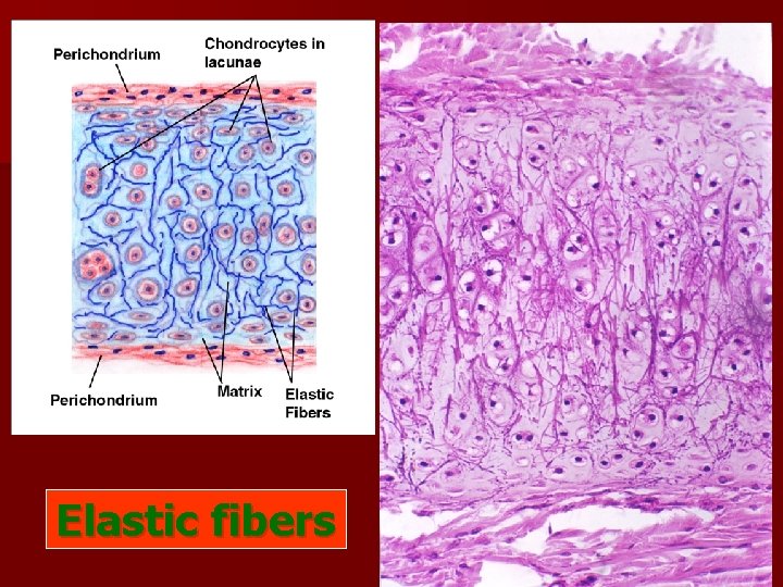 Elastic fibers Elastic fibers