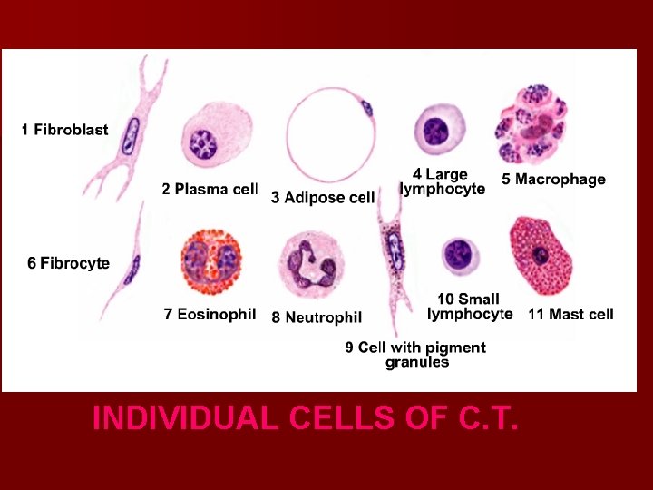 INDIVIDUAL CELLS OF C. T. INDIVIDUAL CELLS OF C. T.