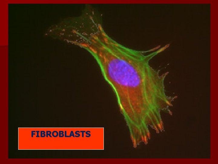 FIBROBLASTS FIBROBLASTS