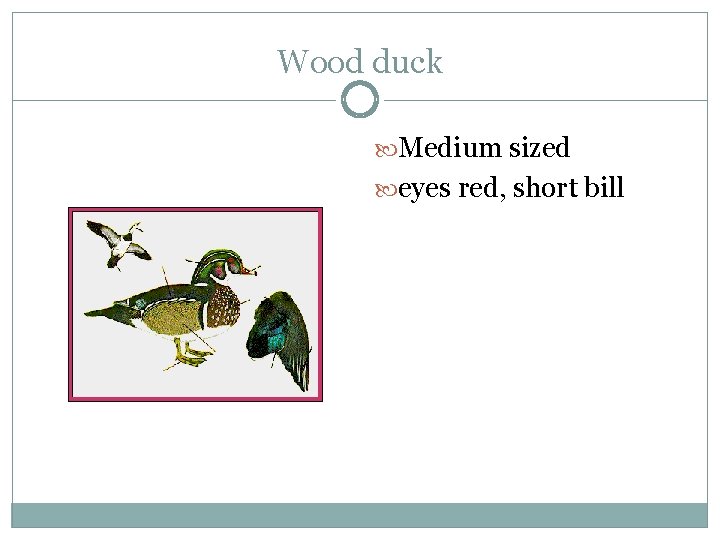 Wood duck Medium sized eyes red, short bill 