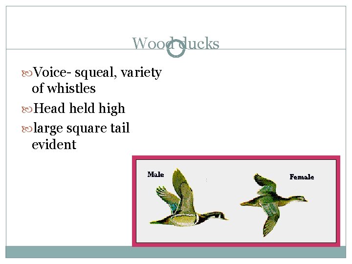 Wood ducks Voice- squeal, variety of whistles Head held high large square tail evident