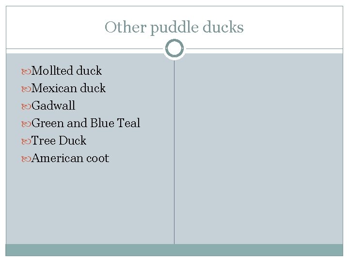 Other puddle ducks Mollted duck Mexican duck Gadwall Green and Blue Teal Tree Duck