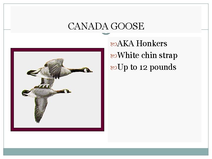 CANADA GOOSE AKA Honkers White chin strap Up to 12 pounds 