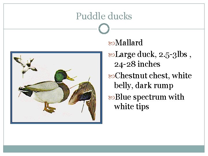 Puddle ducks Mallard Large duck, 2. 5 -3 lbs , 24 -28 inches Chestnut