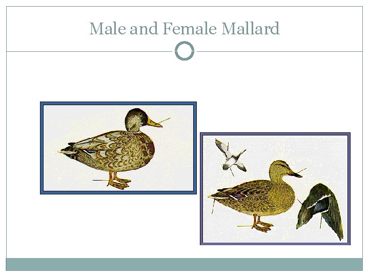 Male and Female Mallard 