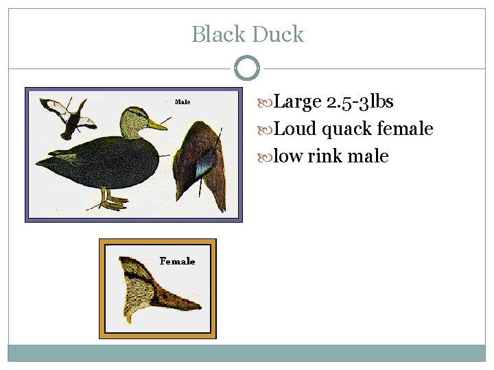 Black Duck Large 2. 5 -3 lbs Loud quack female low rink male 