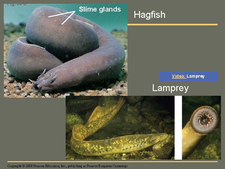 Fig. 34 -9 Slime glands Hagfish Video: Lamprey Copyright © 2008 Pearson Education, Inc.
