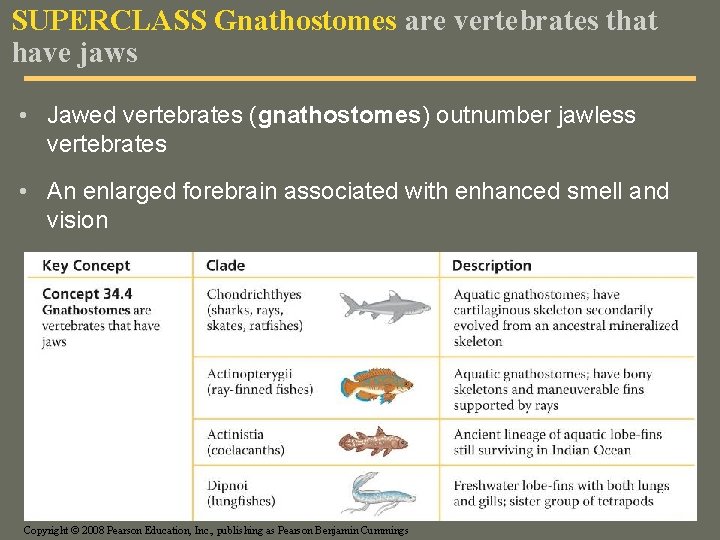 SUPERCLASS Gnathostomes are vertebrates that have jaws • Jawed vertebrates (gnathostomes) outnumber jawless vertebrates