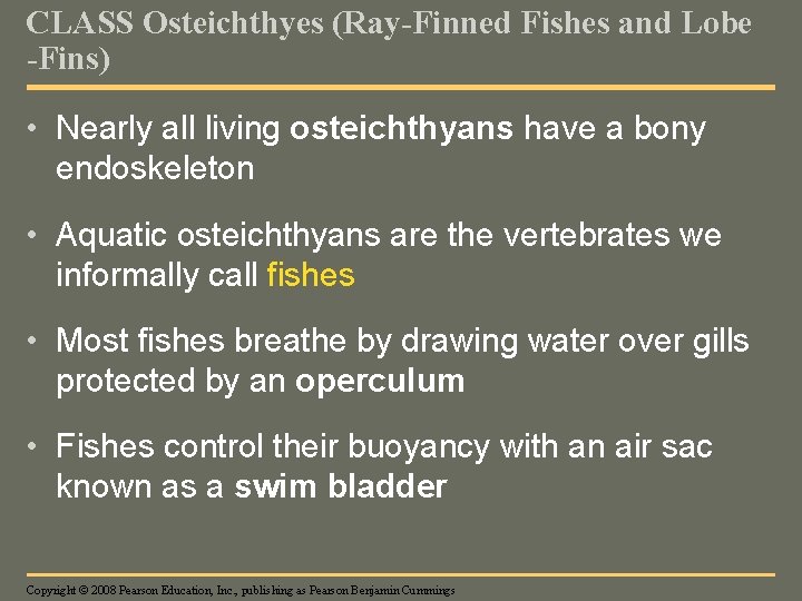 CLASS Osteichthyes (Ray-Finned Fishes and Lobe -Fins) • Nearly all living osteichthyans have a