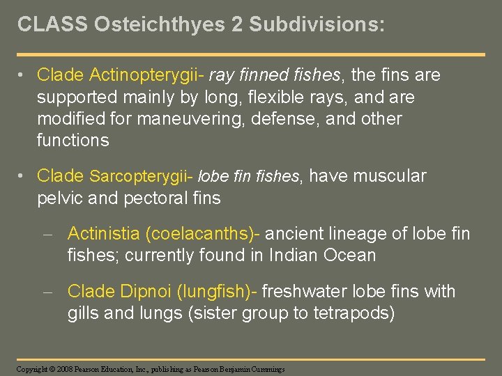 CLASS Osteichthyes 2 Subdivisions: • Clade Actinopterygii- ray finned fishes, the fins are supported