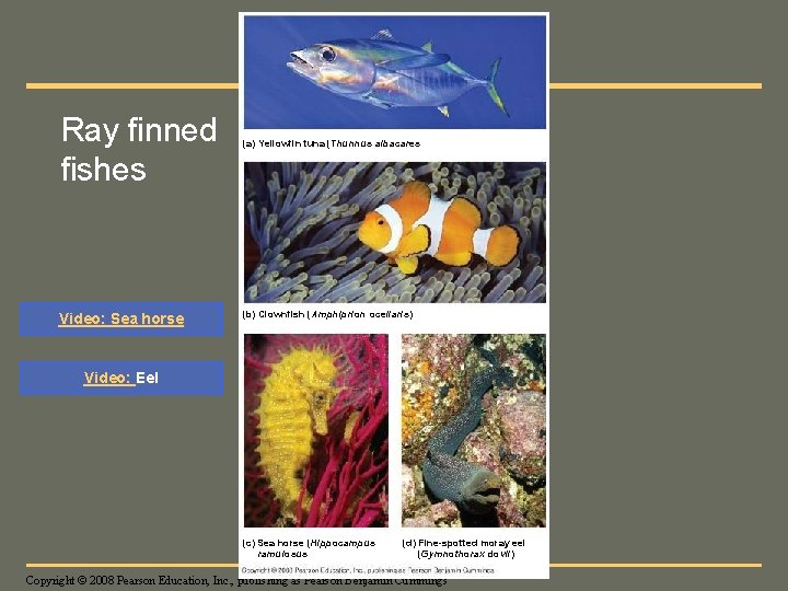 Fig. 34 -17 Ray finned fishes Video: Sea horse (a) Yellowfin tuna (Thunnus albacares)