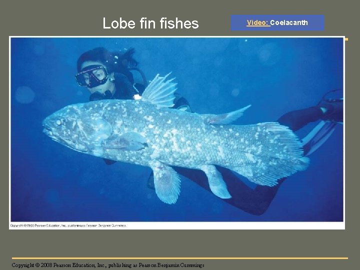 Fig. 34 -18 Lobe fin fishes Copyright © 2008 Pearson Education, Inc. , publishing