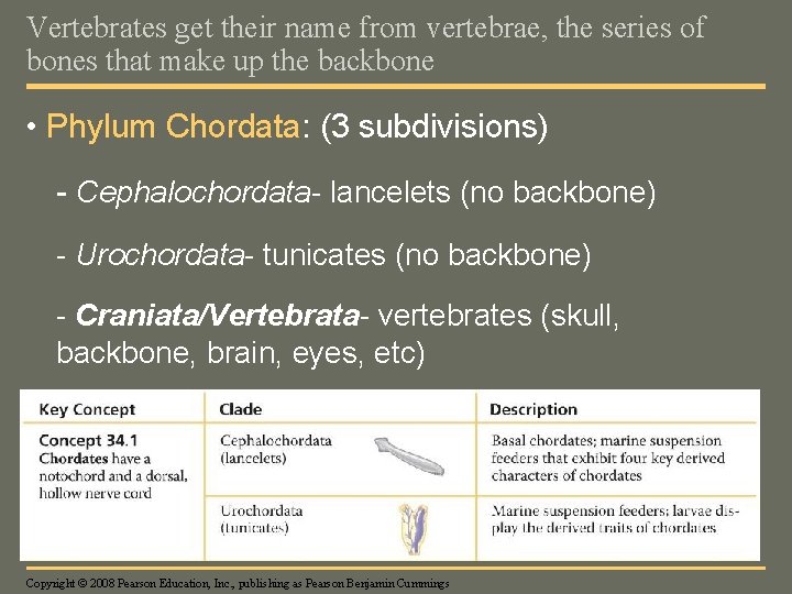 Vertebrates get their name from vertebrae, the series of bones that make up the