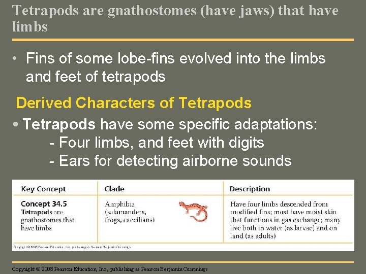 Tetrapods are gnathostomes (have jaws) that have limbs • Fins of some lobe-fins evolved