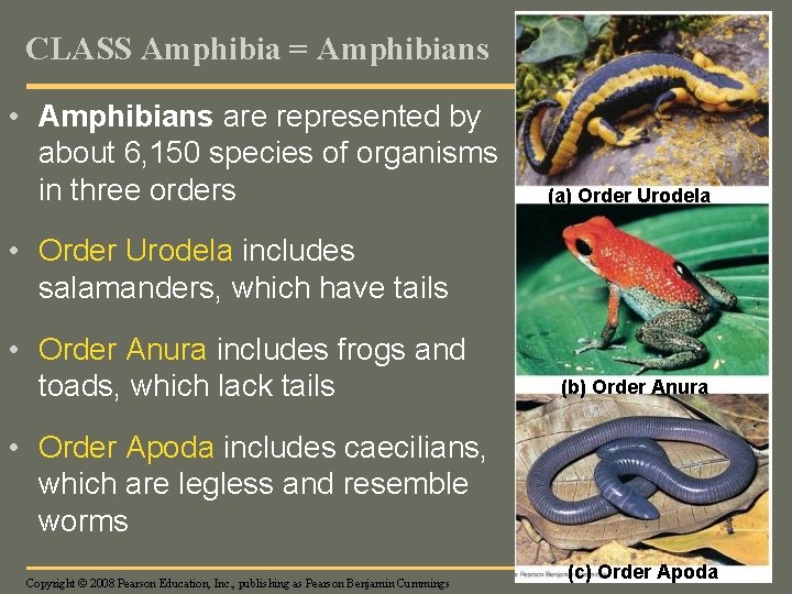 Fig. 34 -21 CLASS Amphibia = Amphibians • Amphibians are represented by about 6,