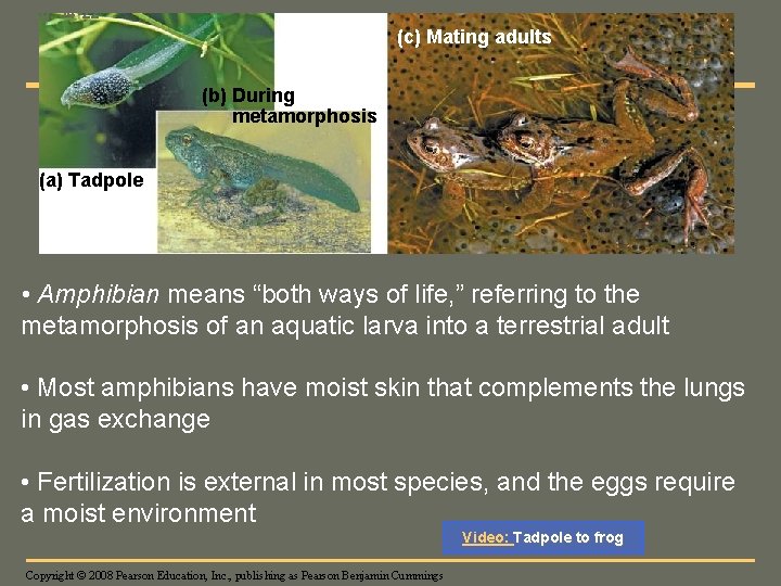 Fig. 34 -22 (c) Mating adults (b) During metamorphosis (a) Tadpole • Amphibian means