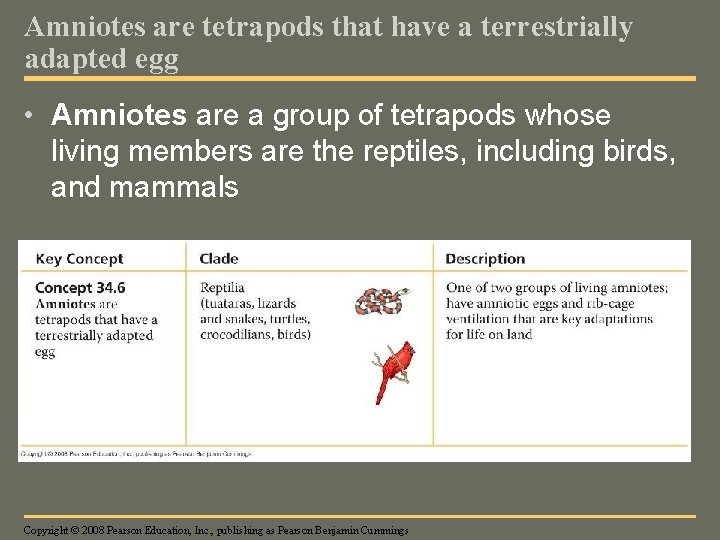 Amniotes are tetrapods that have a terrestrially adapted egg • Amniotes are a group