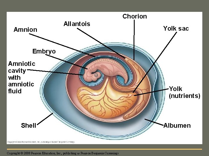 Fig. 34 -25 Chorion Amnion Allantois Yolk sac Embryo Amniotic cavity with amniotic fluid