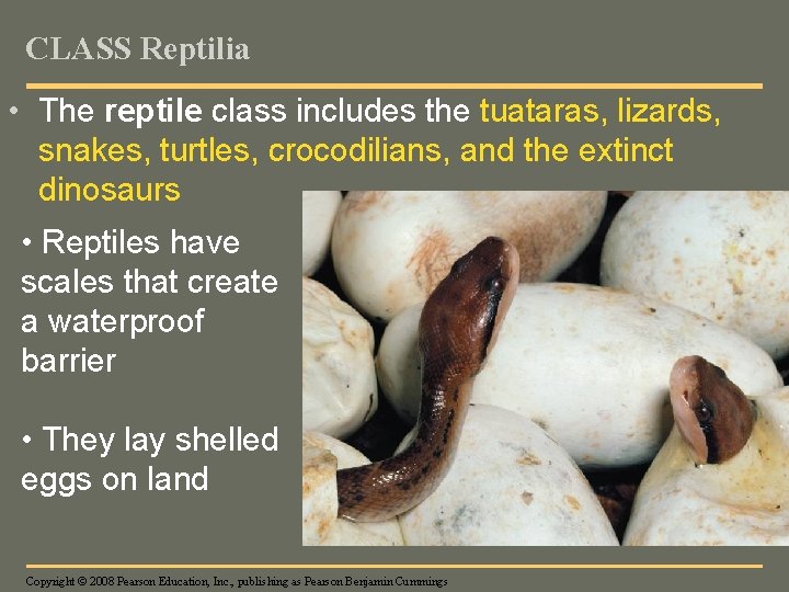 CLASS Reptilia • The reptile class includes the tuataras, lizards, snakes, turtles, crocodilians, and