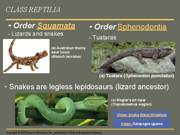 CLASS REPTILIA • Order Squamata - Lizards and snakes • Order Sphenodontia - Tuataras