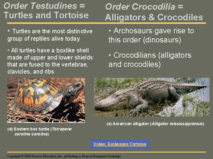 Order Testudines = Turtles and Tortoise • Turtles are the most distinctive group of