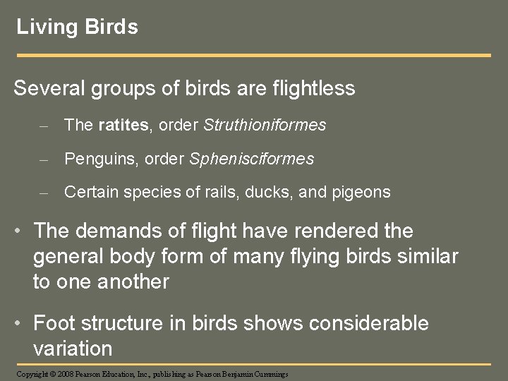 Living Birds Several groups of birds are flightless – The ratites, order Struthioniformes –
