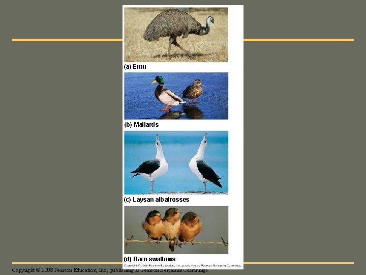 Fig. 34 -30 (a) Emu (b) Mallards (c) Laysan albatrosses (d) Barn swallows Copyright