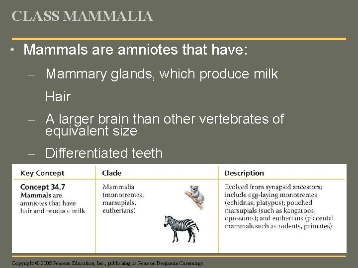 CLASS MAMMALIA • Mammals are amniotes that have: – Mammary glands, which produce milk