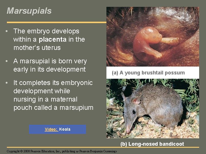 Marsupials • The embryo develops within a placenta in the mother’s uterus • A