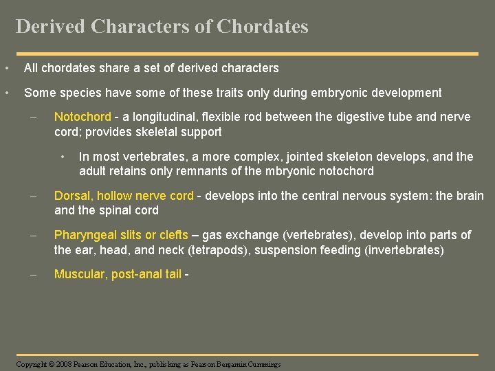 Derived Characters of Chordates • All chordates share a set of derived characters •