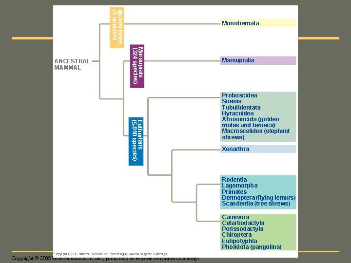 Fig. 34 -35 a Monotremes (5 species) Marsupials (324 species) ANCESTRAL MAMMAL Monotremata Marsupialia