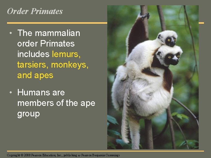 Order Primates • The mammalian order Primates includes lemurs, tarsiers, monkeys, and apes •