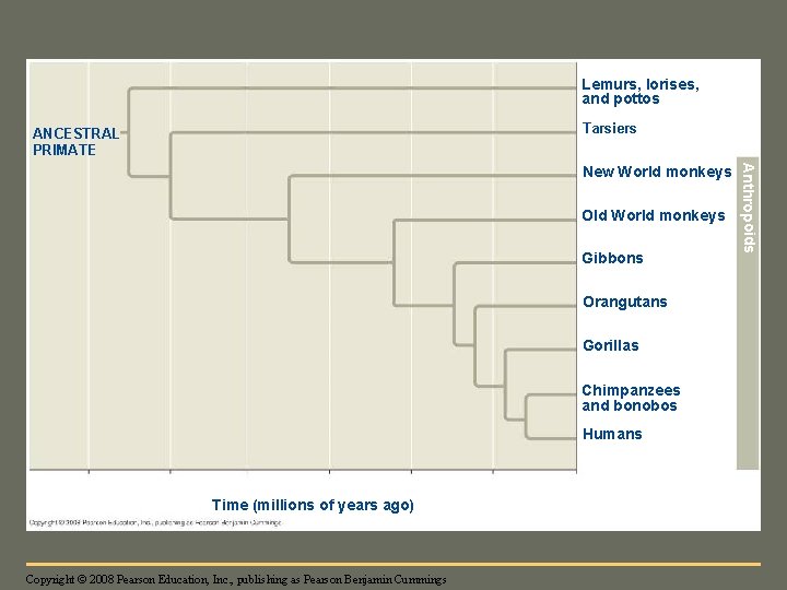 Fig. 34 -37 Lemurs, lorises, and pottos Tarsiers ANCESTRAL PRIMATE Old World monkeys Gibbons