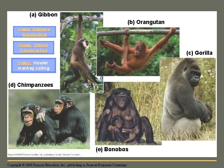 Fig. 34 -39 (a) Gibbon (b) Orangutan Video: Gibbons Brachiating Video: Chimp Cracking Nut
