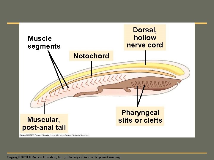 Fig. 34 -3 Dorsal, hollow nerve cord Muscle segments Notochord Mouth Muscular, post-anal tail