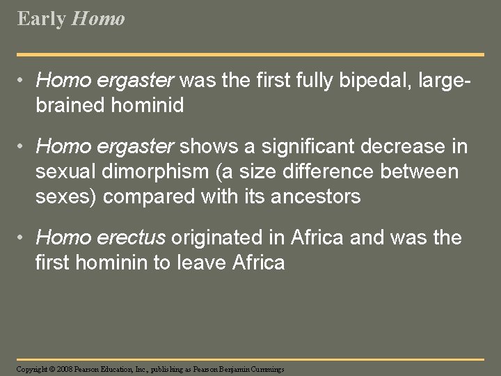 Early Homo • Homo ergaster was the first fully bipedal, largebrained hominid • Homo