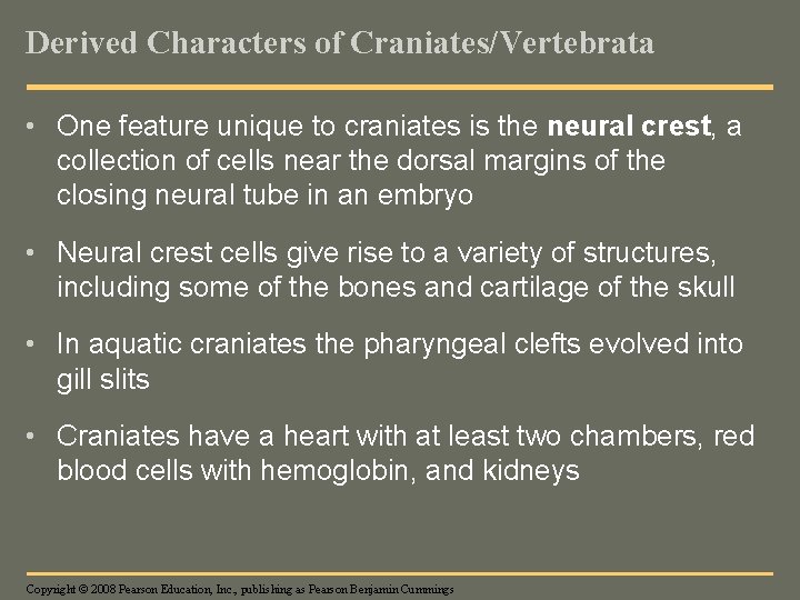 Derived Characters of Craniates/Vertebrata • One feature unique to craniates is the neural crest,