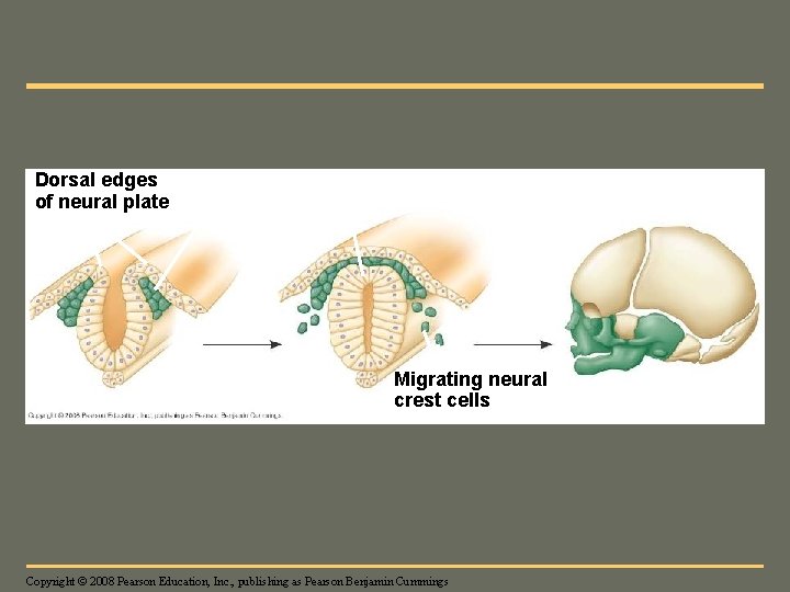 Fig. 34 -7 Dorsal edges of neural plate Neural crest Notochord Neural tube Migrating