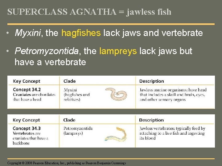 SUPERCLASS AGNATHA = jawless fish • Myxini, the hagfishes lack jaws and vertebrate •