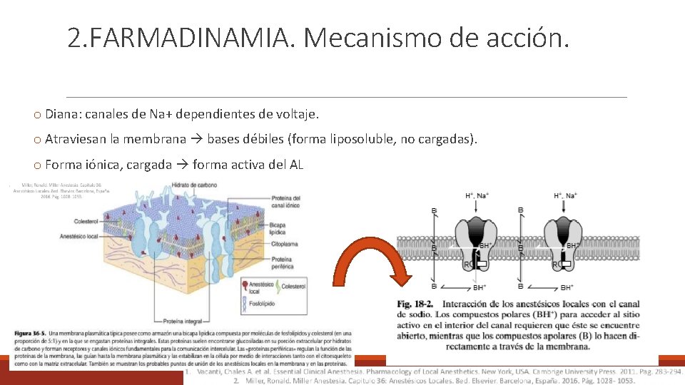 2. FARMADINAMIA. Mecanismo de acción. o Diana: canales de Na+ dependientes de voltaje. o