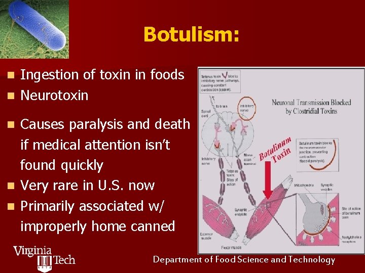 Botulism: Ingestion of toxin in foods n Neurotoxin n Causes paralysis and death if