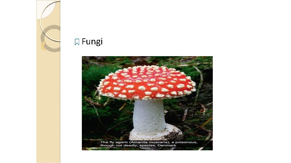 Fungi 14 