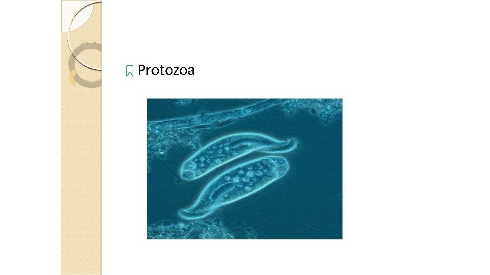 Protozoa 15 