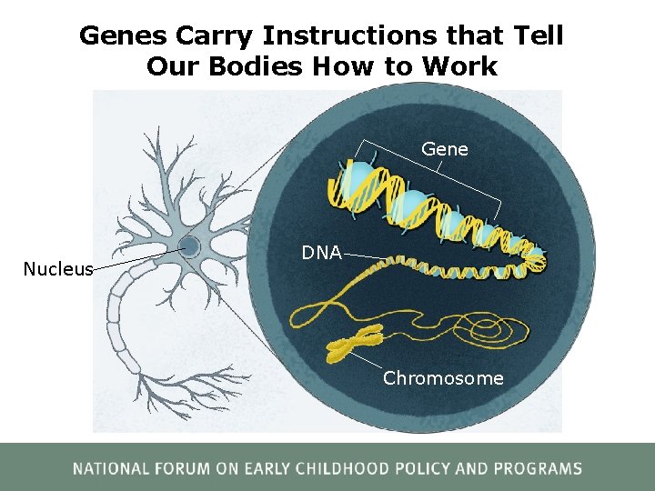 Genes Carry Instructions that Tell Our Bodies How to Work Gene Nucleus DNA Chromosome