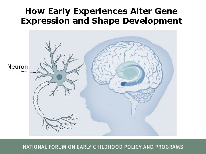 How Early Experiences Alter Gene Expression and Shape Development Neuron 