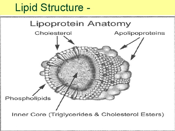 Lipid Structure - 14 